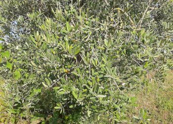 Foto 32 - Terreno agricolo Contrada Visciola, Ripatransone - foto 32