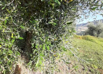 Foto 33 - Terreno agricolo Contrada Visciola, Ripatransone - foto 33