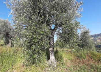 Foto 34 - Terreno agricolo Contrada Visciola, Ripatransone - foto 34