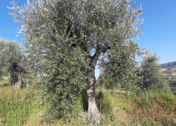 Foto 35 - Terreno agricolo Contrada Visciola, Ripatransone - foto 35