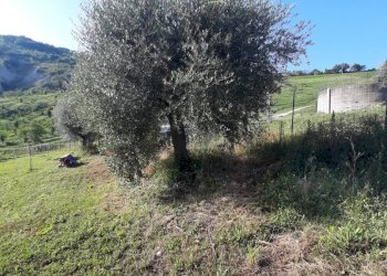 Foto 38 - Terreno agricolo Contrada Visciola, Ripatransone - foto 38