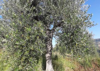 Foto 39 - Terreno agricolo Contrada Visciola, Ripatransone - foto 39