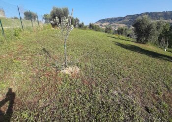 Foto 41 - Terreno agricolo Contrada Visciola, Ripatransone - foto 41