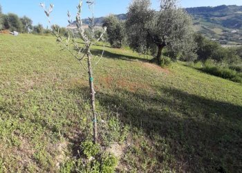 Foto 42 - Terreno agricolo Contrada Visciola, Ripatransone - foto 42