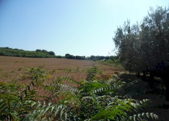 Foto 4 - Terreno edificabile Contrada San Donato, Monteprandone - foto 4