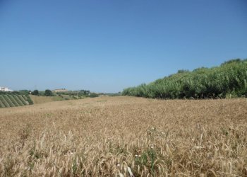 Foto 7 - Terreno edificabile Contrada San Donato, Monteprandone - foto 7