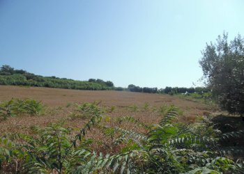 Foto 8 - Terreno edificabile Contrada San Donato, Monteprandone - foto 8