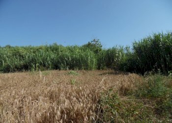 Foto 9 - Terreno edificabile Contrada San Donato, Monteprandone - foto 9