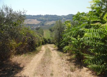 Foto 23 - Rustico Contrada giardino
 
24, Colonnella - foto 23