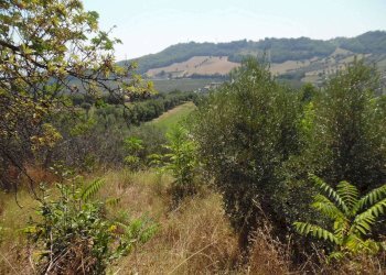 Foto 24 - Rustico Contrada giardino
 
24, Colonnella - foto 24