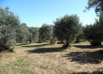 Foto 6 - Terreno edificabile Via Tassenara
31, Tortoreto - foto 6