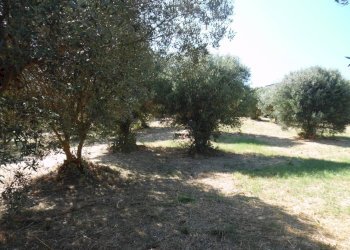 Foto 7 - Terreno edificabile Via Tassenara
31, Tortoreto - foto 7