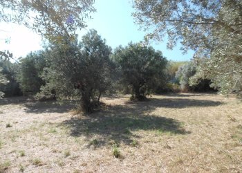 Foto 10 - Terreno edificabile Via Tassenara
31, Tortoreto - foto 10