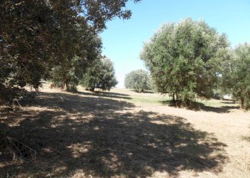 Foto 11 - Terreno edificabile Via Tassenara
31, Tortoreto - foto 11