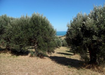 Foto 17 - Terreno edificabile Via Tassenara
31, Tortoreto - foto 17