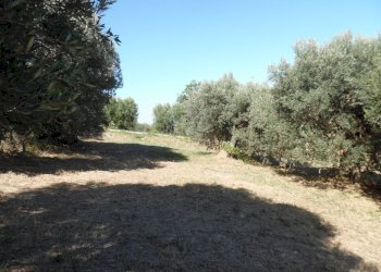 Foto 18 - Terreno edificabile Via Tassenara
31, Tortoreto - foto 18