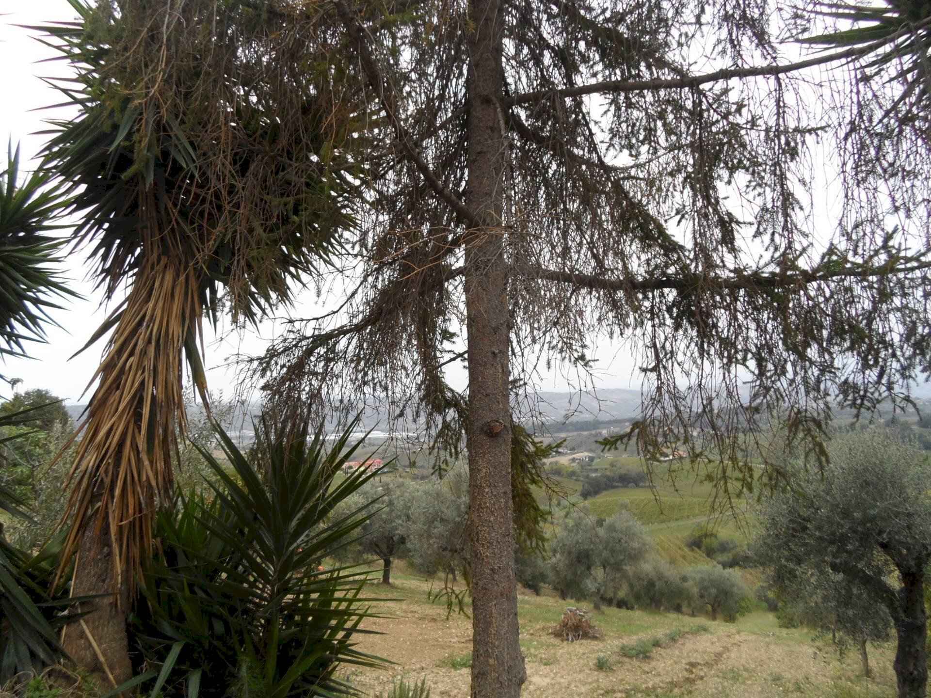 Foto 2 - Terreno agricolo Via Borgo da sole, Monteprandone - foto 2