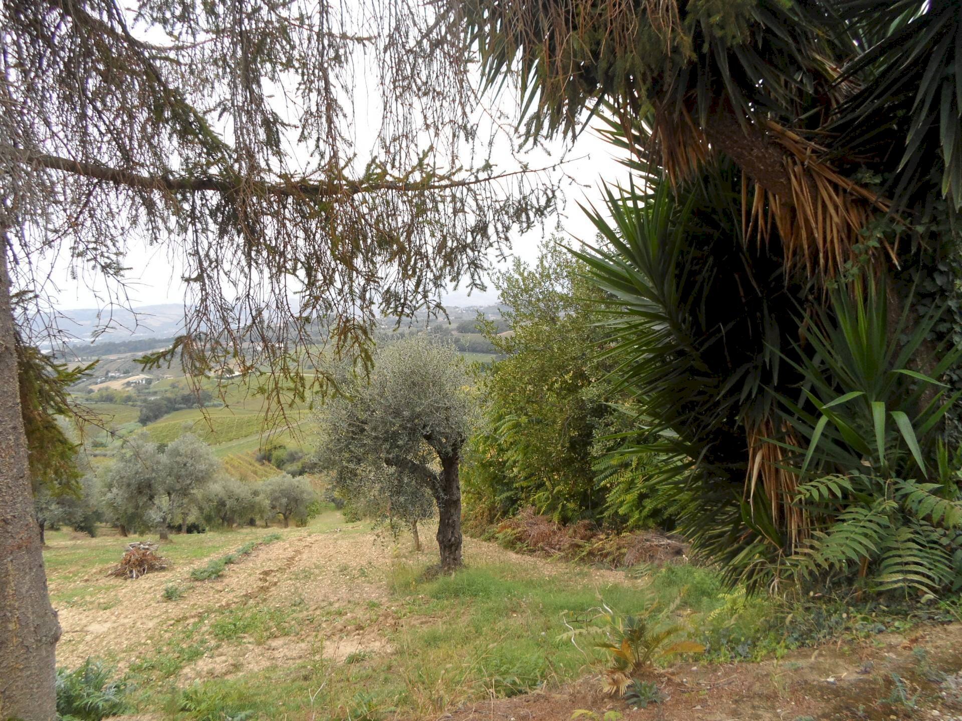 Foto 3 - Terreno agricolo Via Borgo da sole, Monteprandone - foto 3