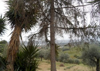 Foto 2 - Agricultural land Via Borgo da sole, Monteprandone - photo 2