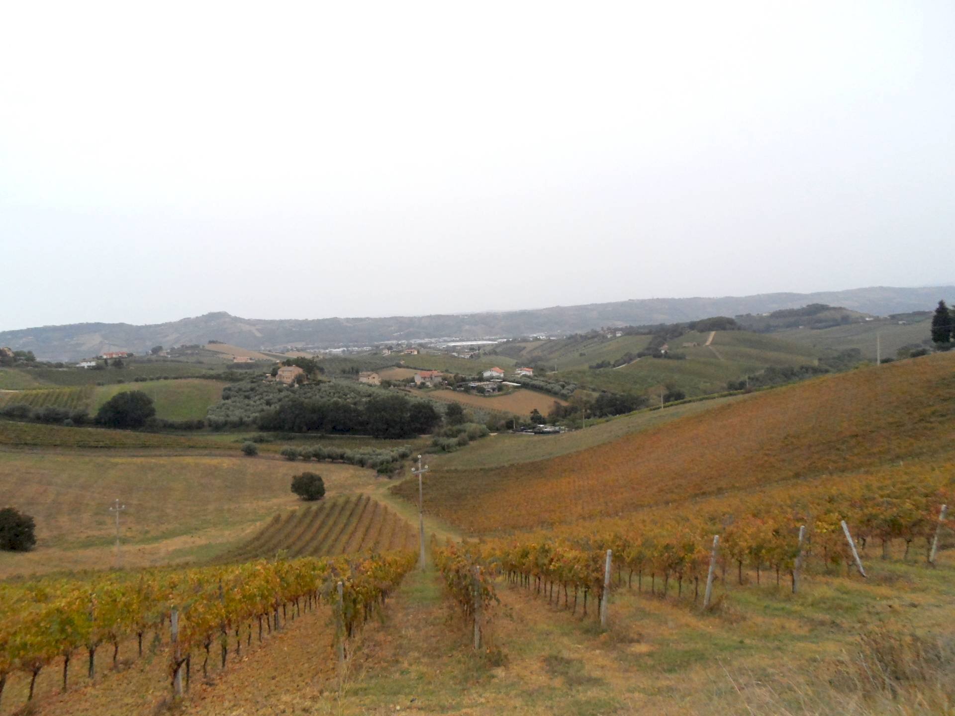 Foto 3 - Agricultural land Contrada Colle Appeso, Monteprandone - photo 3