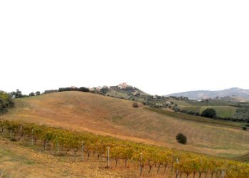 Foto 1 - Agricultural land Contrada Colle Appeso, Monteprandone - photo 1