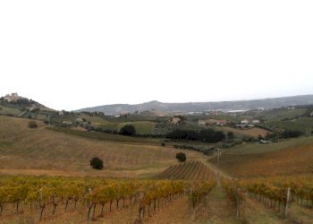 Foto 2 - Agricultural land Contrada Colle Appeso, Monteprandone - photo 2