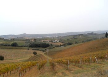 Foto 3 - Agricultural land Contrada Colle Appeso, Monteprandone - photo 3