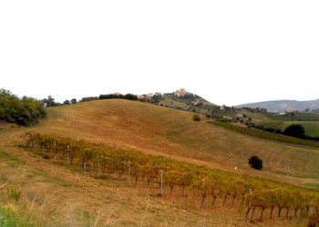 Foto 4 - Agricultural land Contrada Colle Appeso, Monteprandone - photo 4