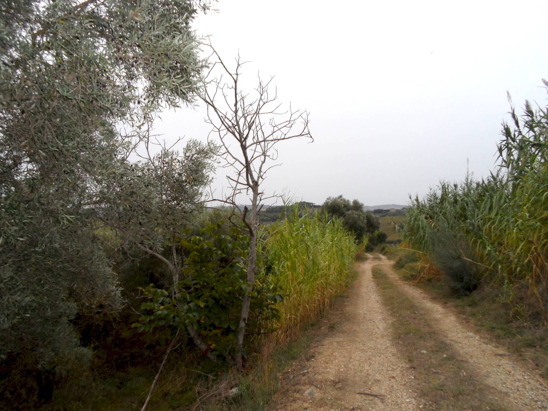 Foto 1 - Terreno agricolo Via Colle Appeso, Monteprandone - foto 1