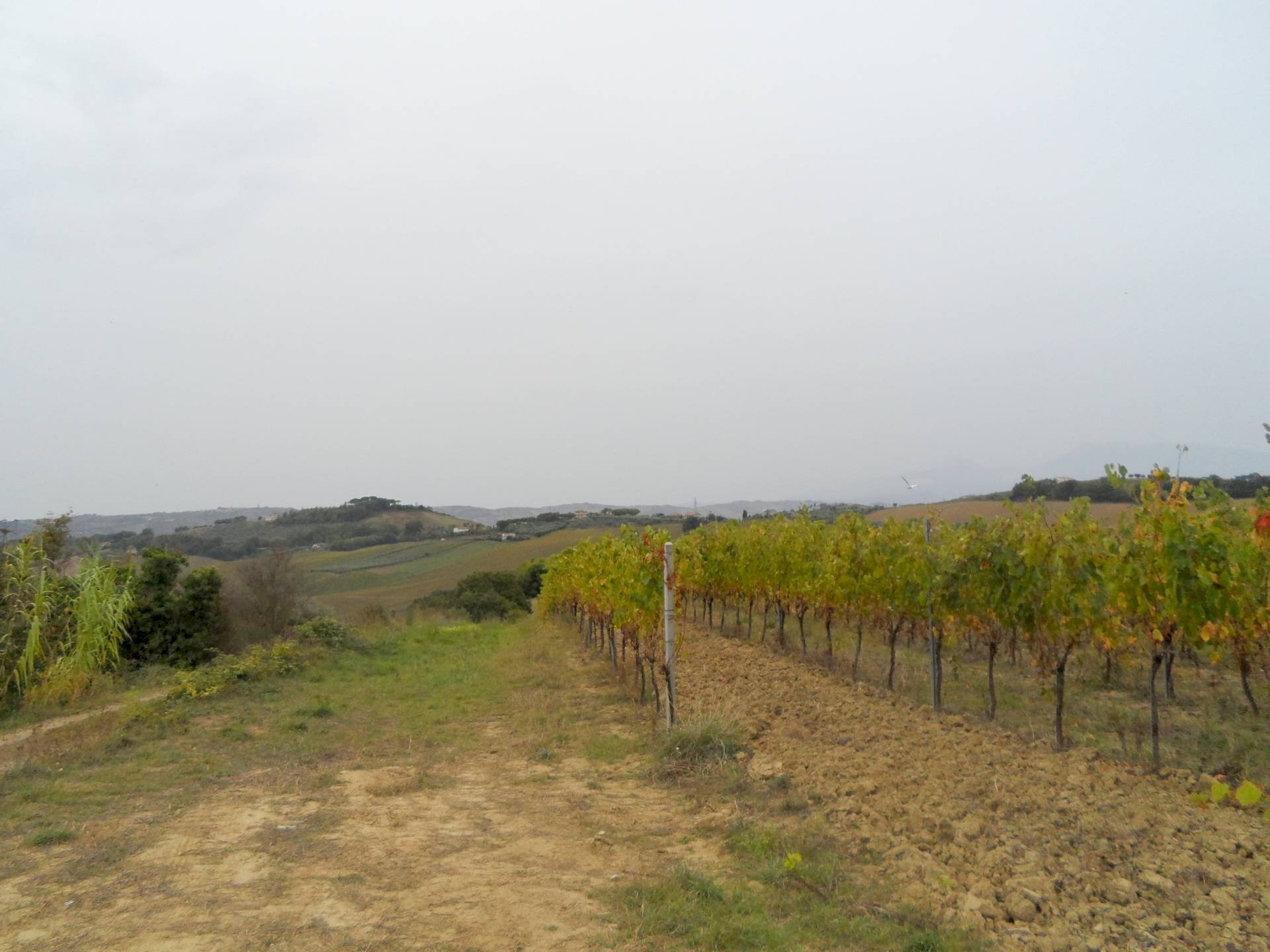 Foto 3 - Terreno agricolo Via Colle Appeso, Monteprandone - foto 3