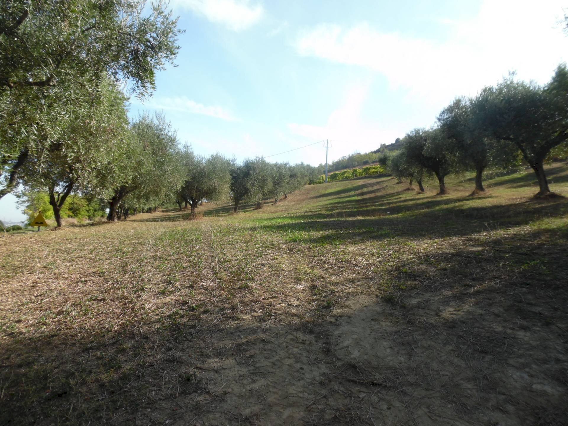 Foto 2 - Agricultural land Contrada Coste Tronto, Controguerra - photo 2