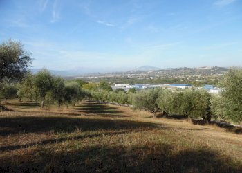 Foto 1 - Agricultural land Contrada Coste Tronto, Controguerra - photo 1