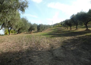 Foto 2 - Agricultural land Contrada Coste Tronto, Controguerra - photo 2