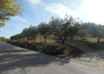 Foto 3 - Agricultural land Contrada Coste Tronto, Controguerra - photo 3