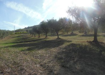 Foto 4 - Agricultural land Contrada Coste Tronto, Controguerra - photo 4