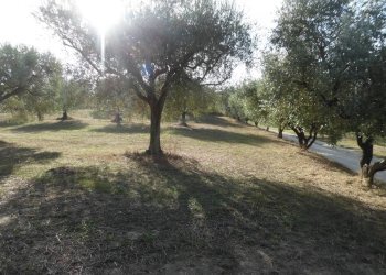 Foto 5 - Agricultural land Contrada Coste Tronto, Controguerra - photo 5