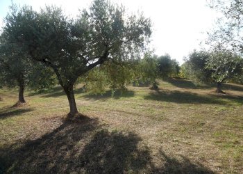 Foto 7 - Agricultural land Contrada Coste Tronto, Controguerra - photo 7