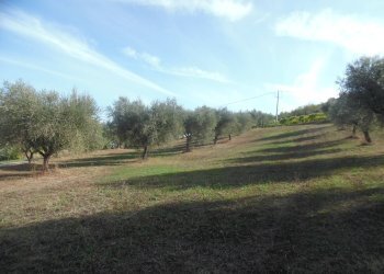 Foto 8 - Agricultural land Contrada Coste Tronto, Controguerra - photo 8