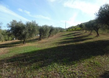 Foto 9 - Agricultural land Contrada Coste Tronto, Controguerra - photo 9