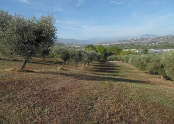 Foto 11 - Agricultural land Contrada Coste Tronto, Controguerra - photo 11