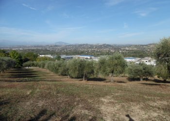 Foto 13 - Agricultural land Contrada Coste Tronto, Controguerra - photo 13