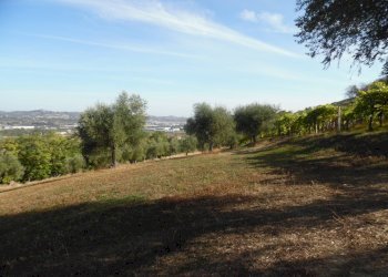 Foto 15 - Agricultural land Contrada Coste Tronto, Controguerra - photo 15