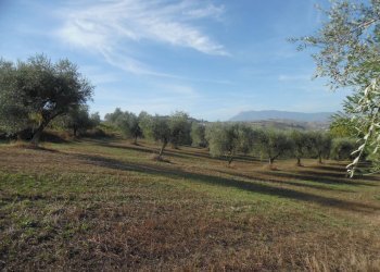Foto 17 - Agricultural land Contrada Coste Tronto, Controguerra - photo 17