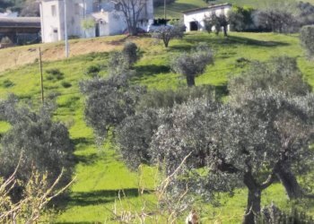 Foto 9 - Rustico Via Panoramica, Tortoreto - foto 9