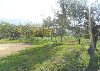 Foto 8 - Terreno agricolo Contrada San Donato, Monteprandone - foto 8