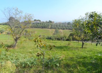 Foto 9 - Terreno agricolo Contrada San Donato, Monteprandone - foto 9