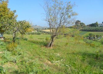 Foto 12 - Terreno agricolo Contrada San Donato, Monteprandone - foto 12