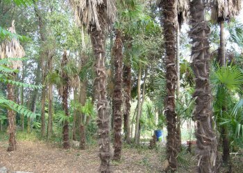 Foto 13 - Villa viale IV novembre, Colli del Tronto - foto 13