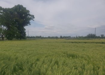 Villa Storica SP95, 17, Tortona - foto 14