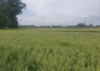 Villa Storica SP95, 17, Tortona - foto 15